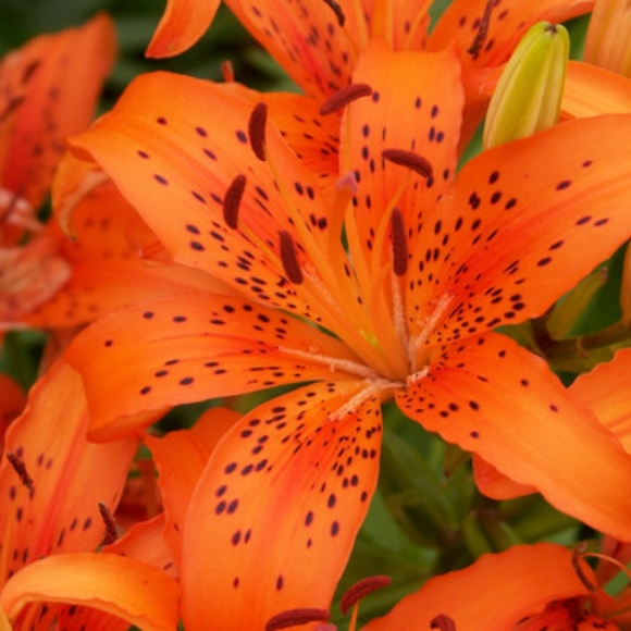 Meet your Posher, Msvanessa - Picture 4 of 4